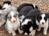 Chiots Border Collie à vendre