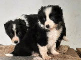 Chiots Border Collie à vendre