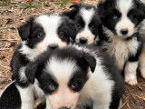 Chiots Border Collie à vendre