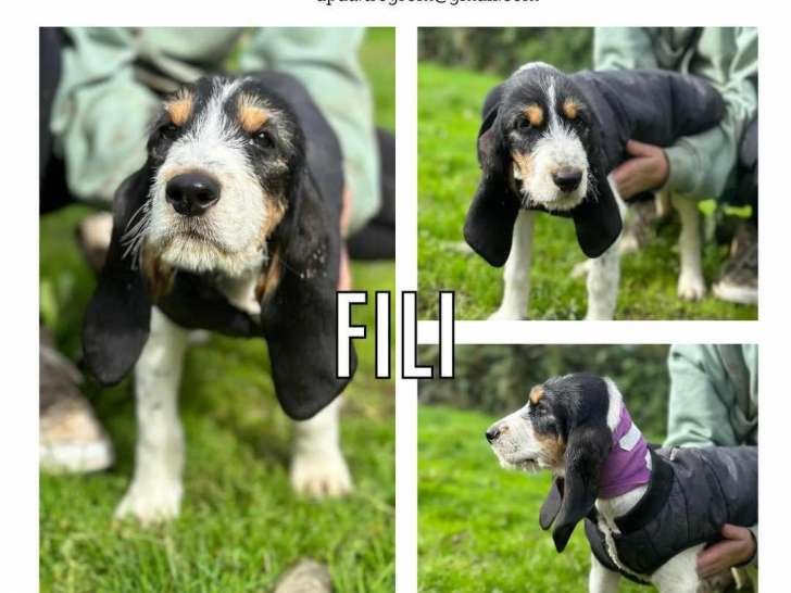 En quête d’une famille aimante : chiot femelle tricolore de 4 mois