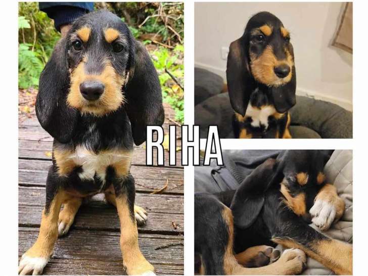 Adoption disponible : chiot femelle de 4 mois