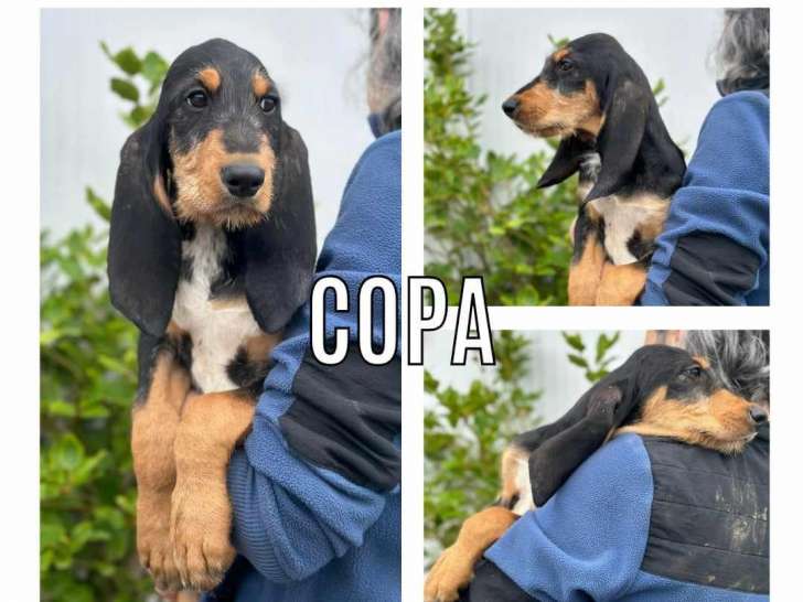 À la recherche d’un foyer : chiot mâle âgé de 4 mois