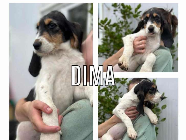 Chiot femelle tricolore à adopter