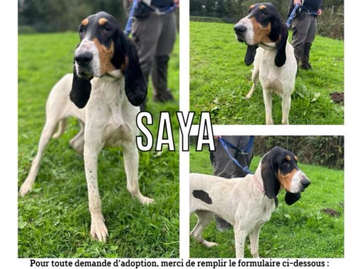 Chienne tricolore prête pour l'adoption