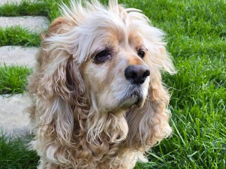 Cocker Américain à l’adoption