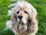 Cocker Américain à l’adoption