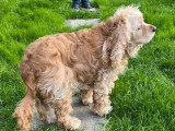 Cocker Américain à l’adoption