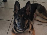 Chienne Berger Allemand de 16 mois à donner
