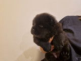 Chiots Chow Chow LOF à vendre