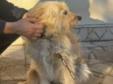 Lili, chienne affectueuse à adopter