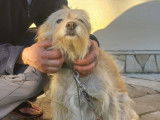 Lili, chienne affectueuse à adopter