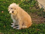 Lili, chienne affectueuse à adopter