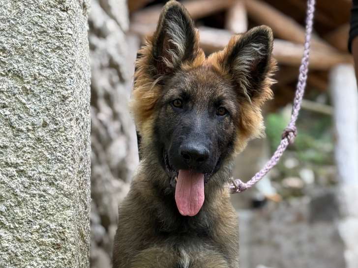 Chadow mâle disponible