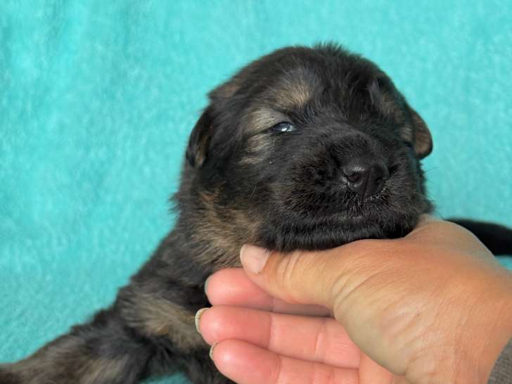 Chiots Altdeutscher Schäferhund à réserver