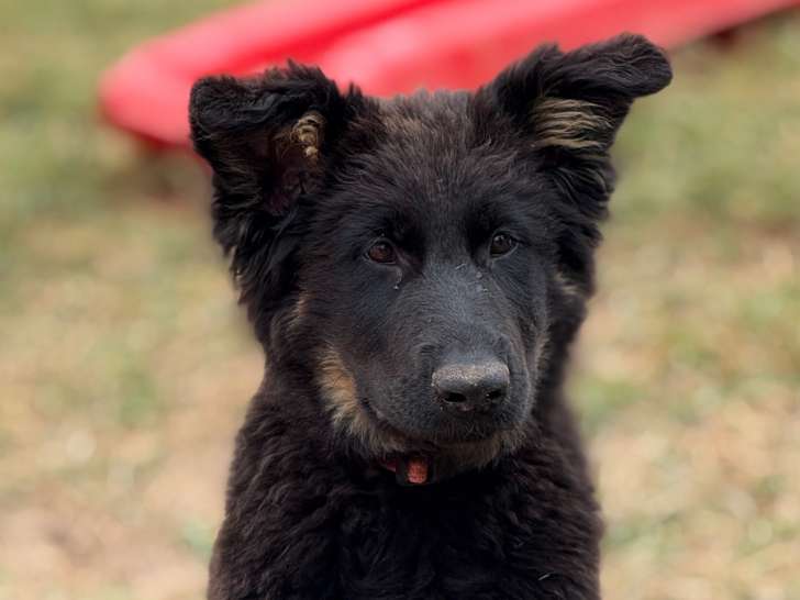 Chipie femelle disponible
