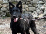 Chipie femelle disponible