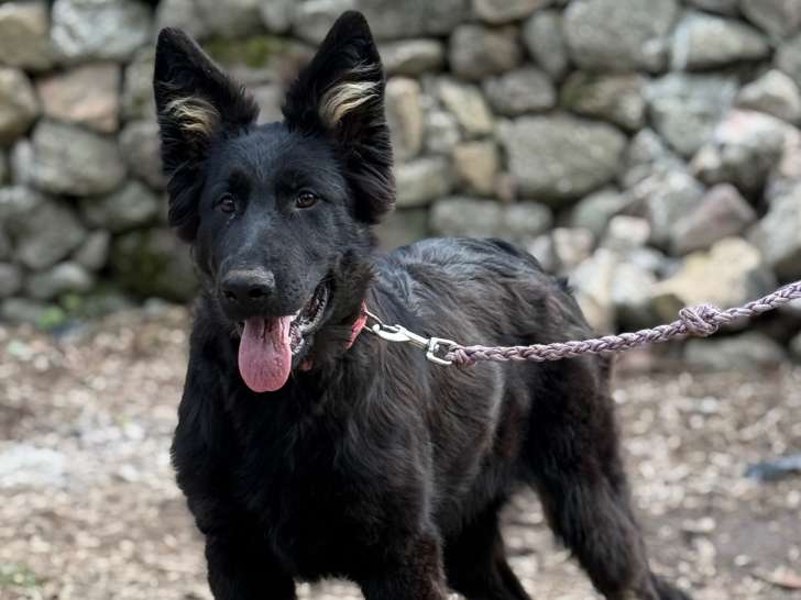 Chipie femelle disponible