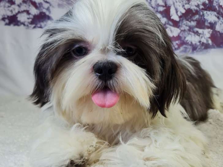 Vito