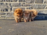 3 magnifiques femeles Loulou de Poméranie