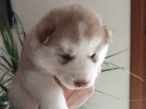 Superbes chiots Husky à vendre