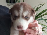 Superbes chiots Husky à vendre