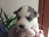 Superbes chiots Husky à vendre
