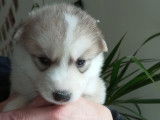 Superbes chiots Husky à vendre