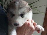 Superbes chiots Husky à vendre