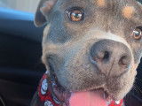 Babbie, Staffordshire Bull Terrier &agrave; adopter