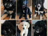 Chiots Golden Mountain Doodles à vendre