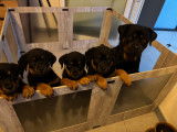Chiots Rottweiler à vendre