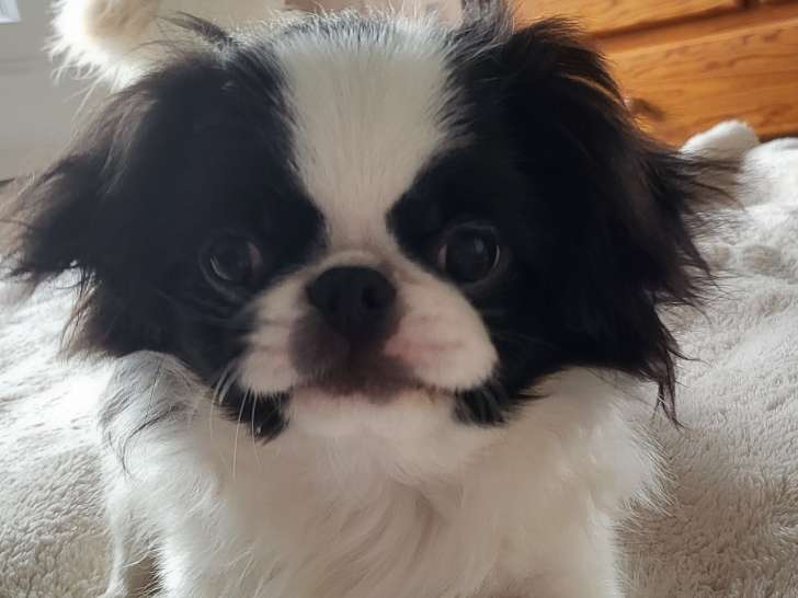 Magnifique chiot Épagneul Japonais à vendre