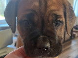 Chiots Cane Corso LOF à réserver