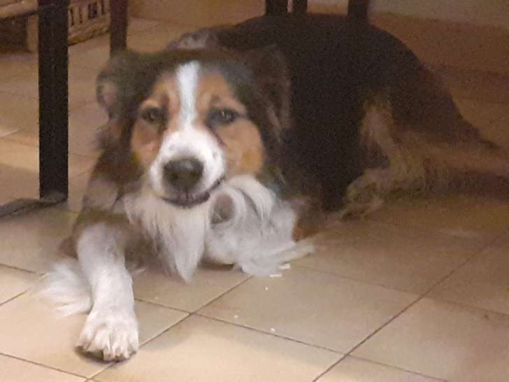 2 chiens croisés à adopter (1 Husky et 1 croisé Border Collie)