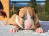Magnifiques Bull Terrier Miniature à vendre