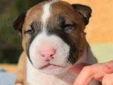 Magnifiques Bull Terrier Miniature à vendre