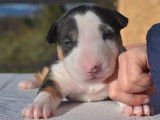 Magnifiques Bull Terrier Miniature à vendre