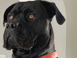 Chien adulte de race Cane Corso Mâle à donner