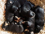 Chiots Beauceron LOF à vendre