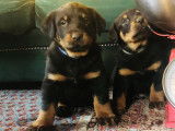 Chiots Beauceron LOF à vendre