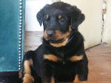 Chiots Beauceron LOF à vendre
