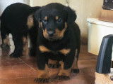 Chiots Beauceron LOF à vendre