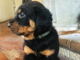 Chiots Beauceron LOF à vendre