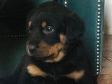 Chiots Beauceron LOF à vendre