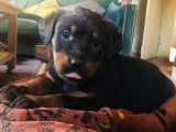 Chiots Beauceron LOF à vendre