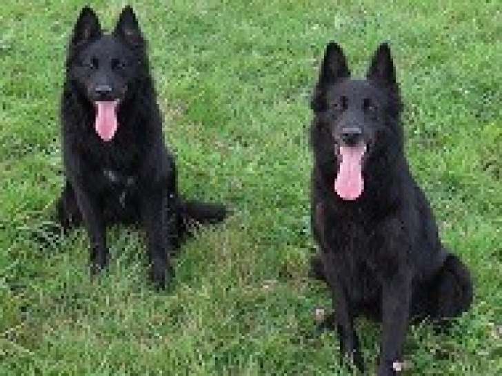Chiots Grœnendaël de lignées utilisation
