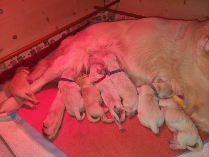 Chiots Golden Retriever LOF à vendre