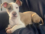 Chiot de type American Bully femelle à vendre
