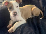 Chiot de type American Bully femelle à vendre
