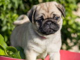 Chiots Carlin LOF à vendre